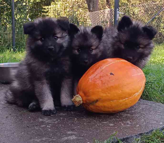 Německý špic vlčí / keeshond prodám štěňata s PP - foto 1