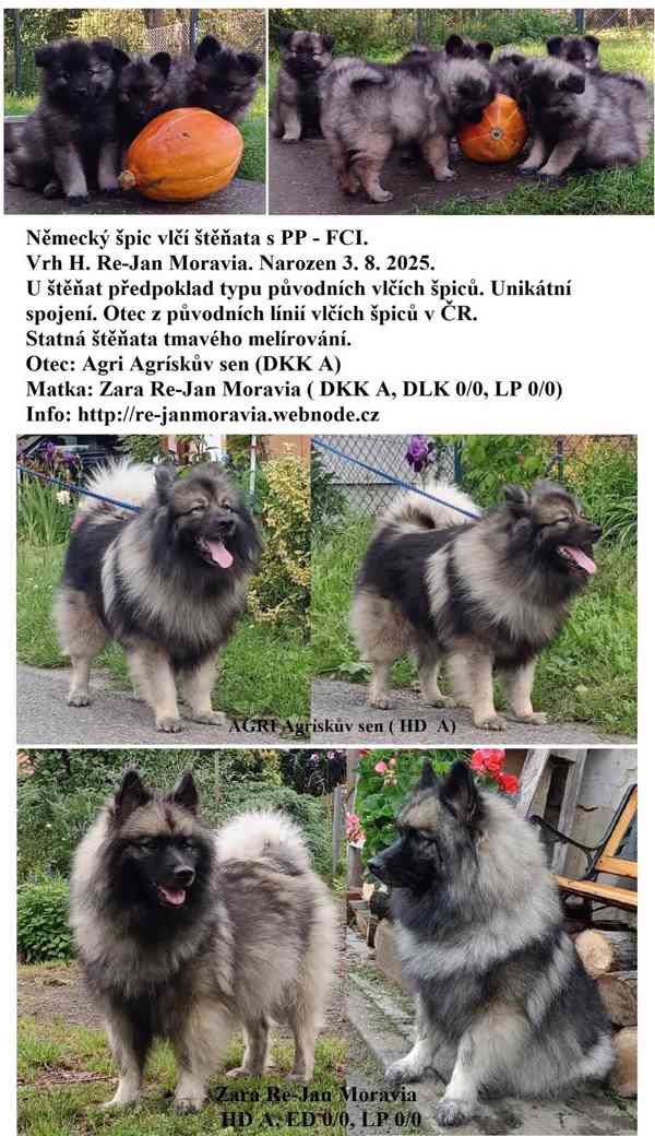 Německý špic vlčí / keeshond prodám štěňata s PP - foto 5