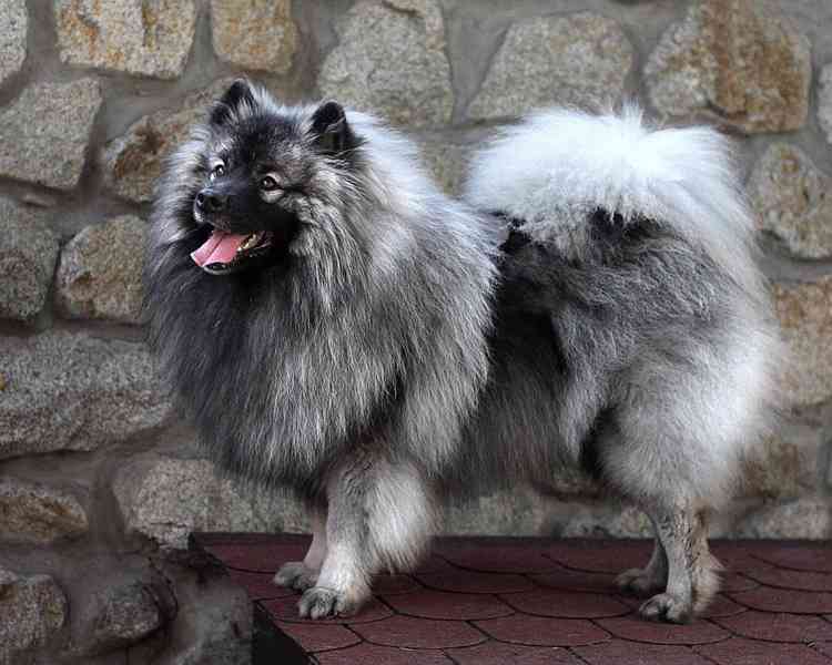 Německý špic vlčí / keeshond prodám štěňata s PP - foto 11