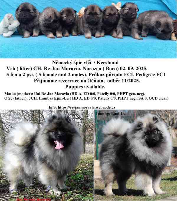 Německý špic vlčí / keeshond prodám štěňata s PP - foto 12