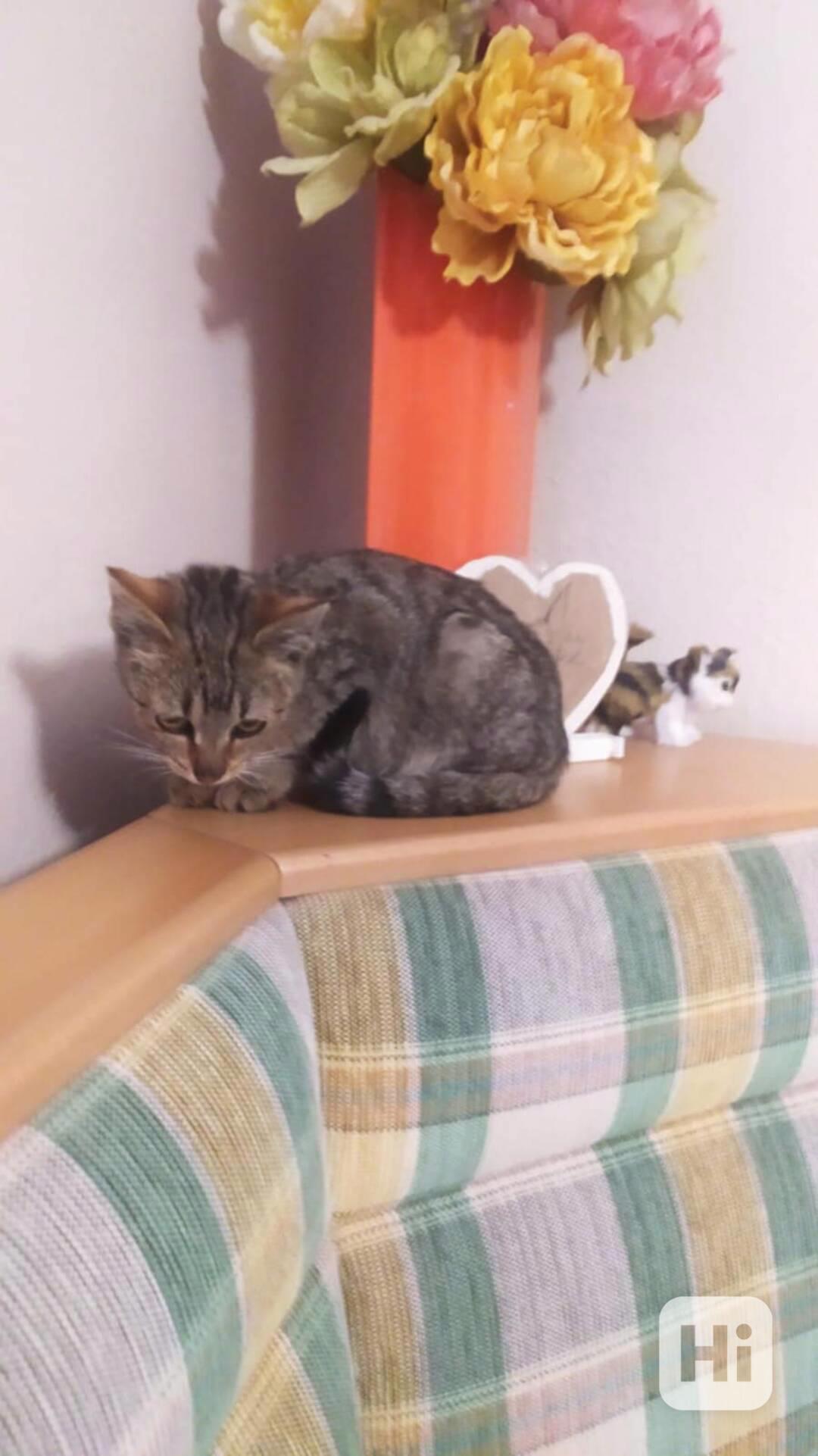 kotě koťátko - foto 1