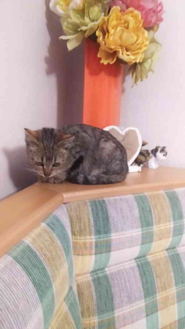 kotě koťátko - foto 1