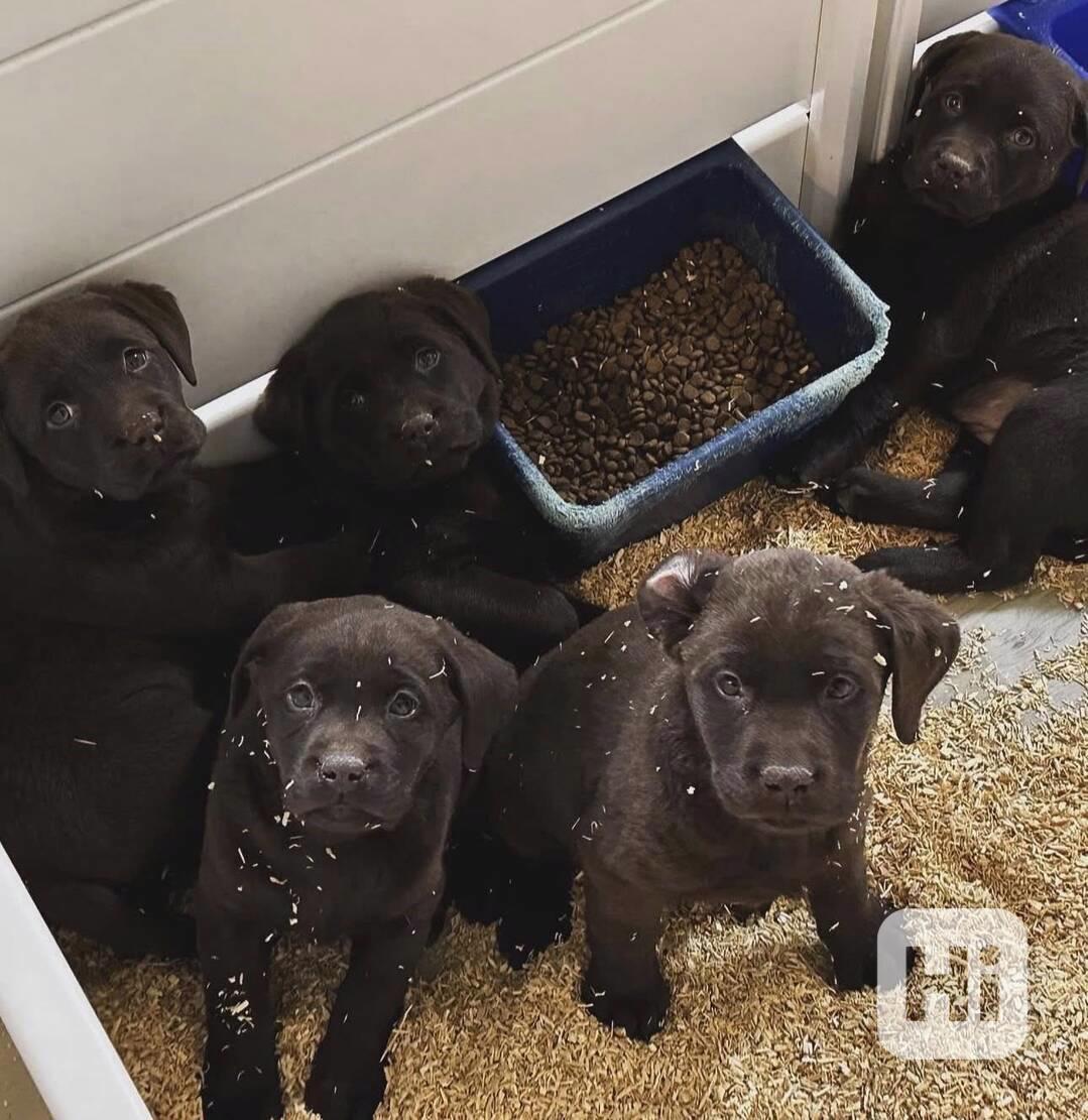 K dispozici labradorský retrívr - foto 1
