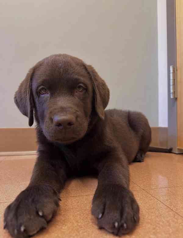 K dispozici labradorský retrívr - foto 2