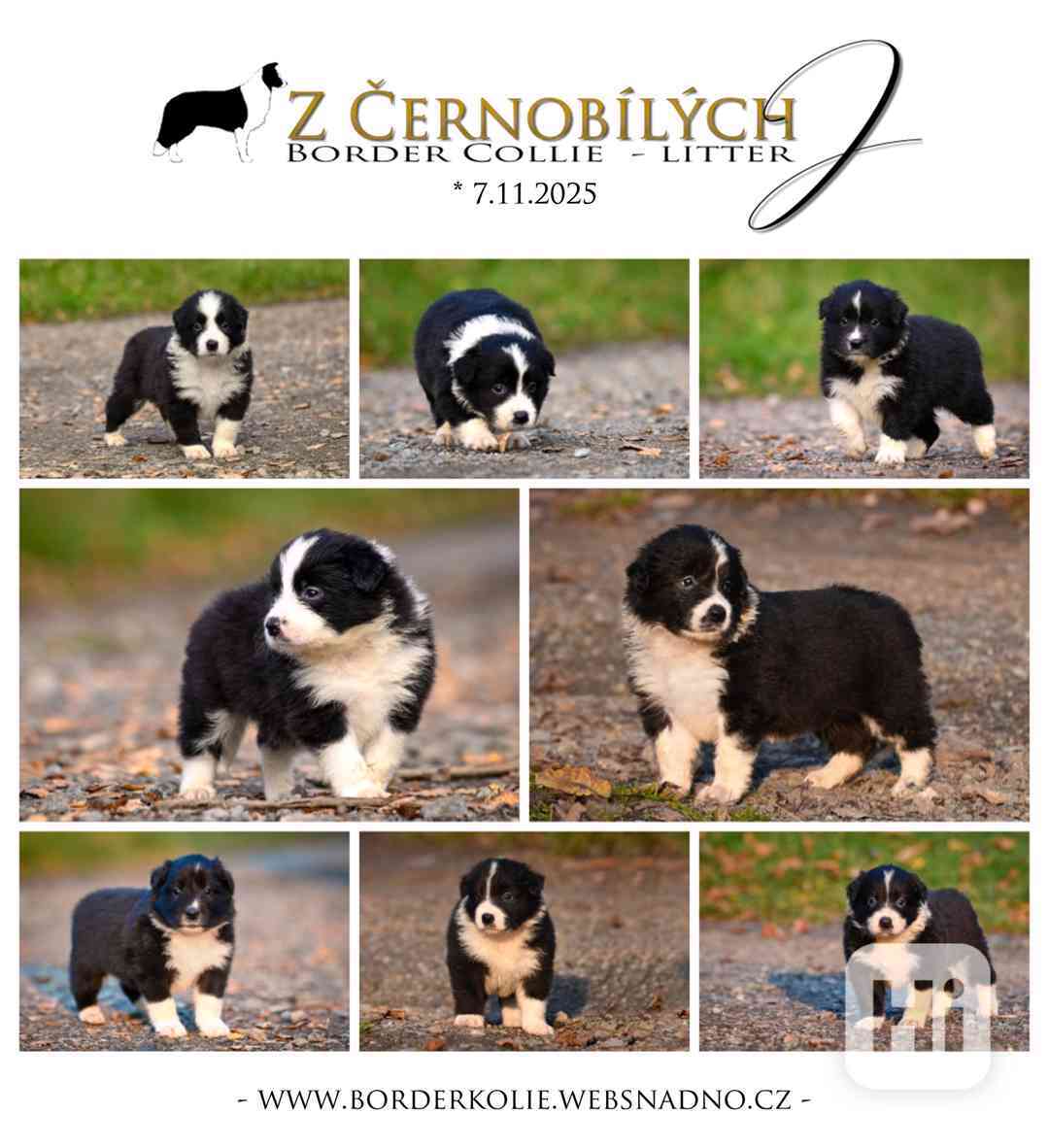 Border kolie - štěňata s PP - foto 1