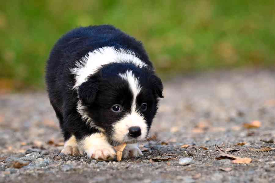 Border kolie - štěňata s PP - foto 2