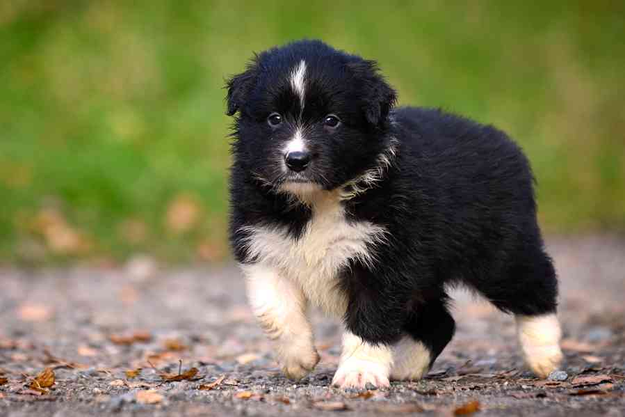 Border kolie - štěňata s PP - foto 3