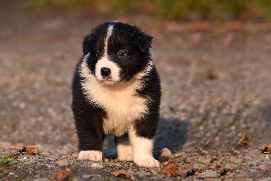 Border kolie - štěňata s PP - foto 6