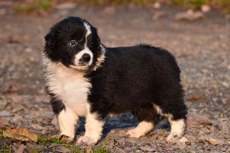 Border kolie - štěňata s PP - foto 4