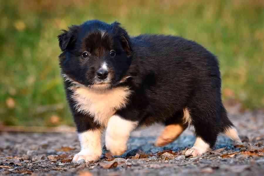 Border kolie - štěňata s PP - foto 5