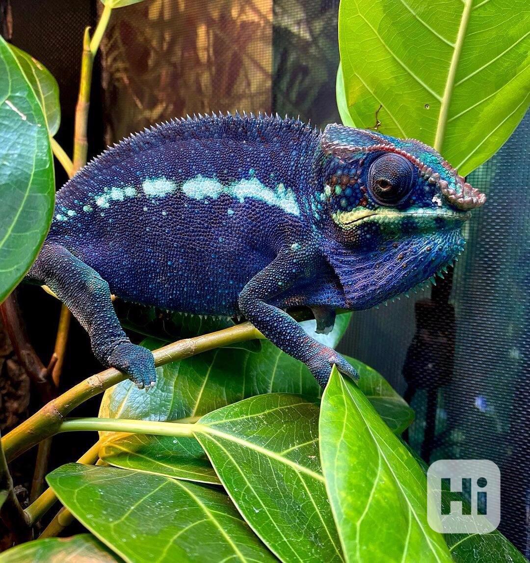 druhy plazů, včetně želv, suchozemských želv a chameleonů - foto 1
