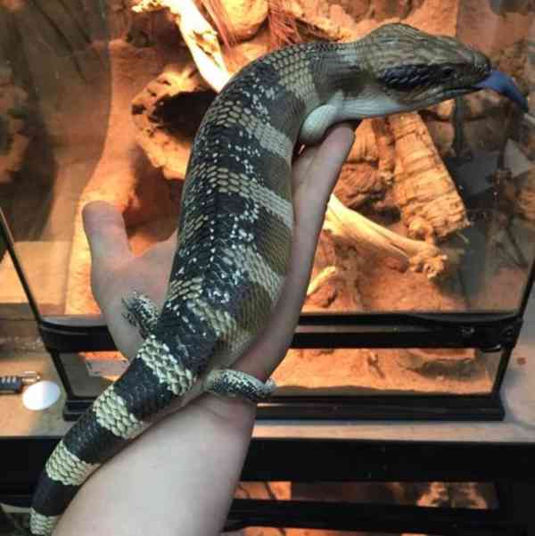 druhy plazů, včetně želv, suchozemských želv a chameleonů - foto 2