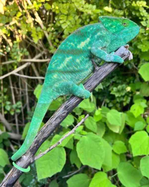 druhy plazů, včetně želv, suchozemských želv a chameleonů - foto 4