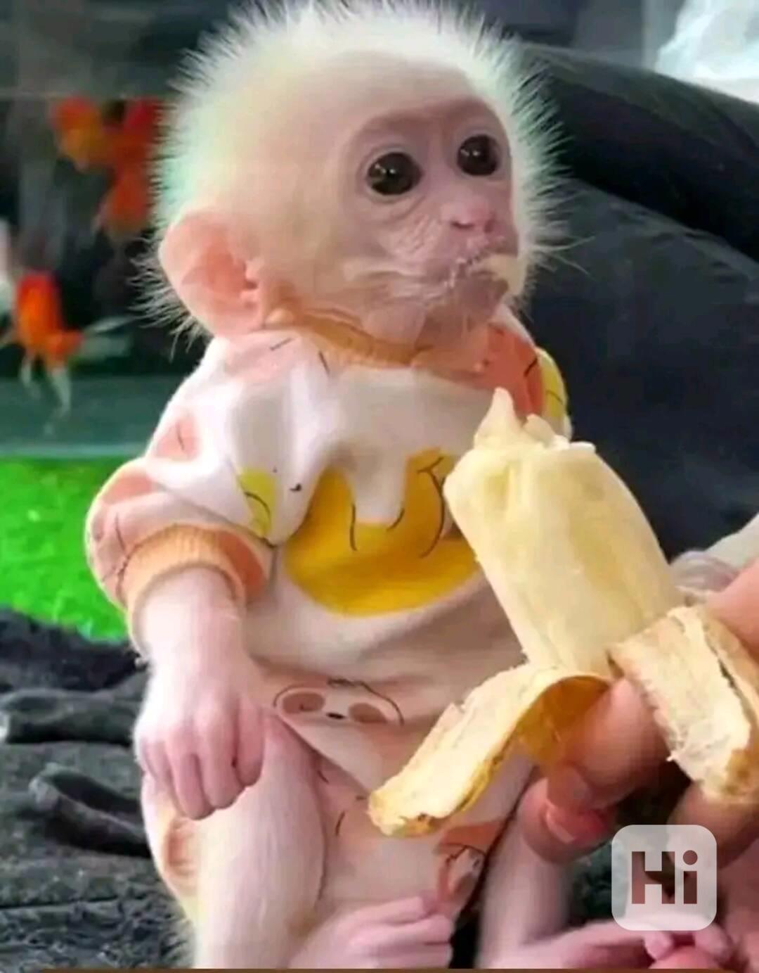  Super jemné kapucínky - foto 1