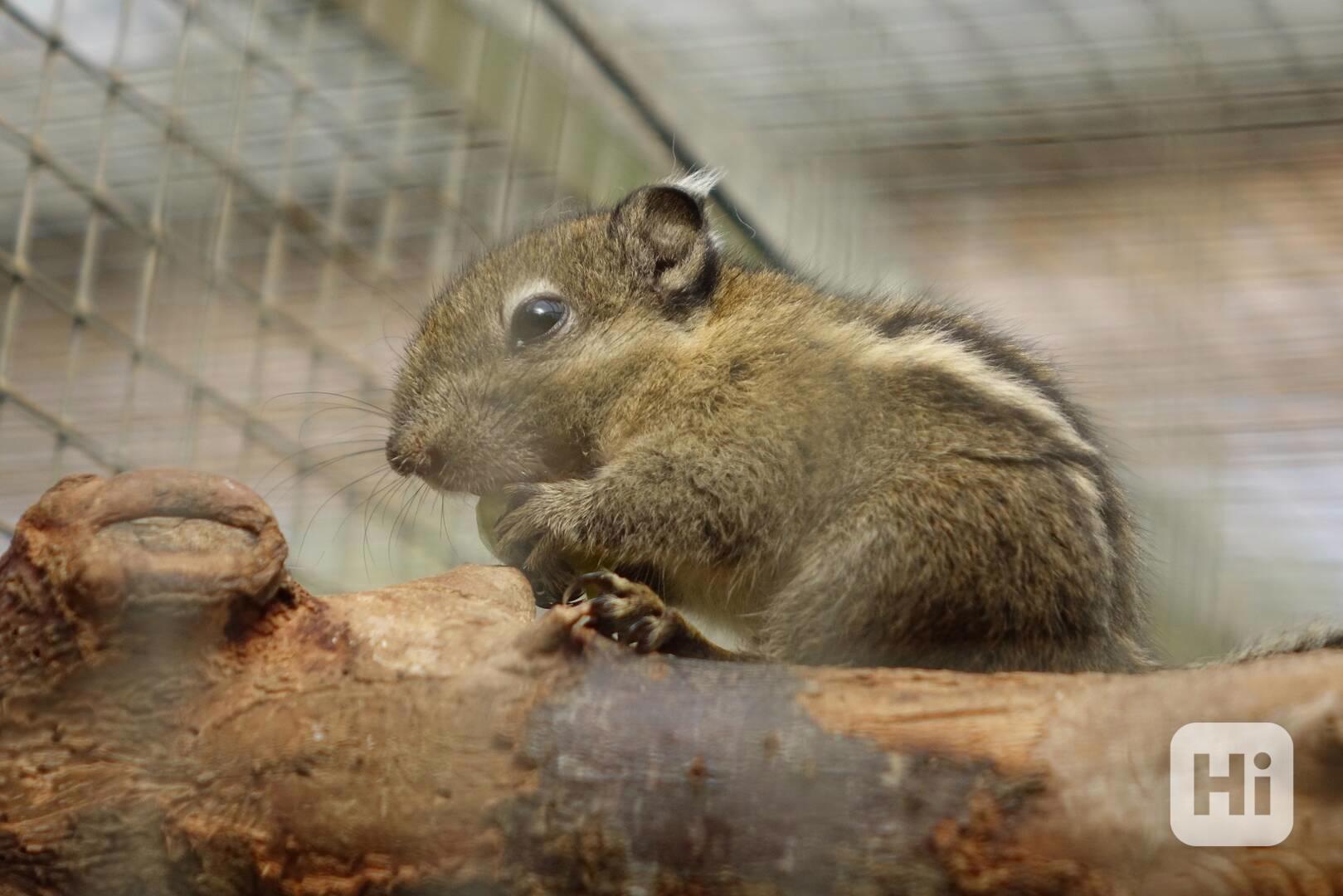 Prodám mladé veverky šedobřiché  - foto 1