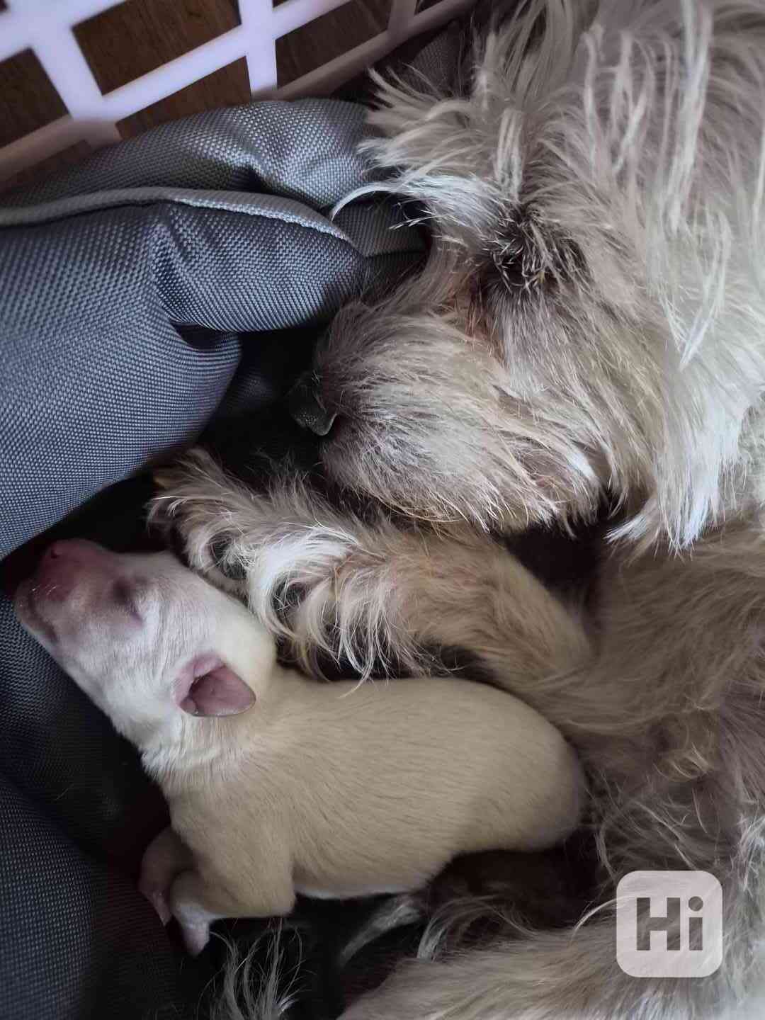 Štěňata  - foto 1