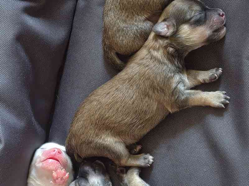 Štěňata  - foto 12