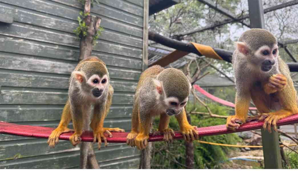 Rozkošná mláďata veverčích opic - foto 1