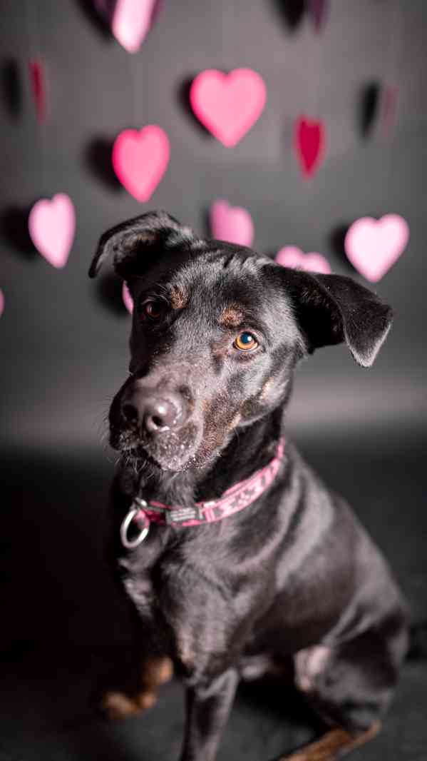 Arthur - kříženec, aktivní, hodný kluk, 2 roky - foto 6