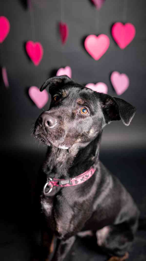 Arthur - kříženec, aktivní, hodný kluk, 2 roky - foto 4