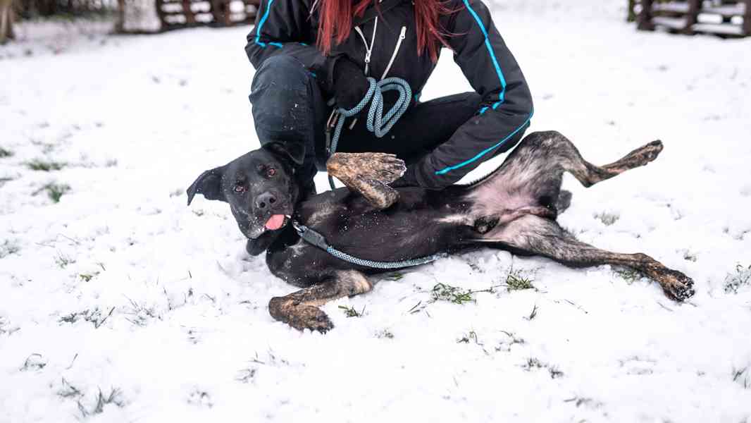 Arthur - kříženec, aktivní, hodný kluk, 2 roky - foto 8