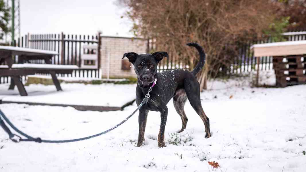Arthur - kříženec, aktivní, hodný kluk, 2 roky - foto 7