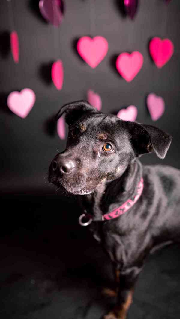 Arthur - kříženec, aktivní, hodný kluk, 2 roky - foto 2