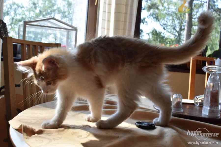 Mainské Mývalí kotě - kocourek - foto 5