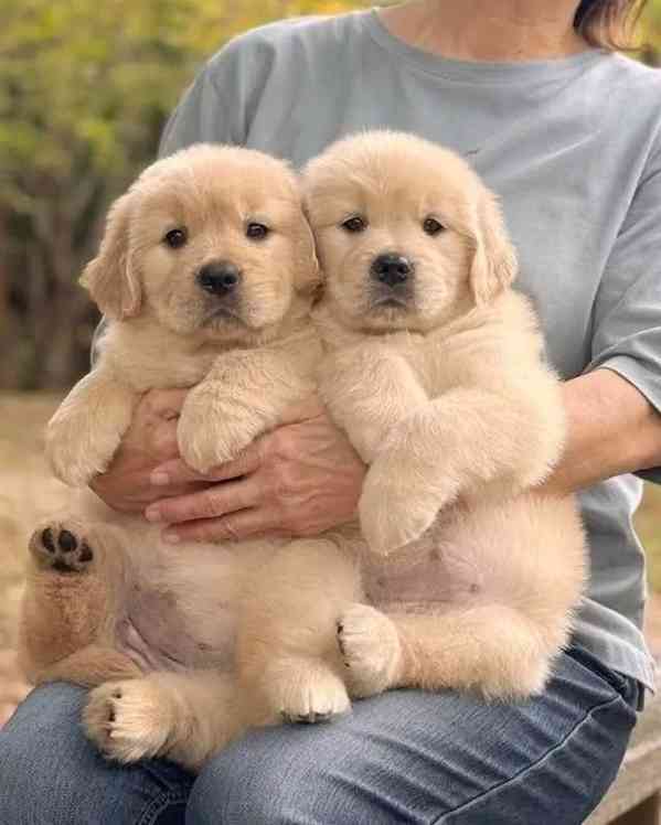 Roztomilá štěňata zlatého retrívra k dispozici - foto 1