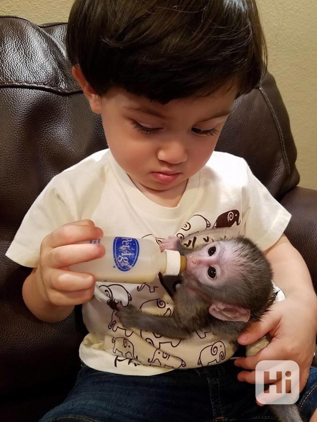  Zdarma Dítě kapucínské opice k adopci nyní zdarma - foto 1