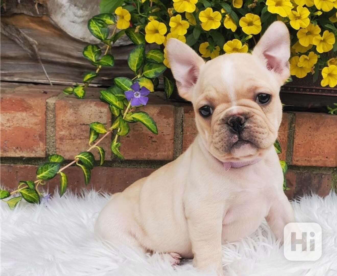 Štěňata francouzského buldoka - foto 1