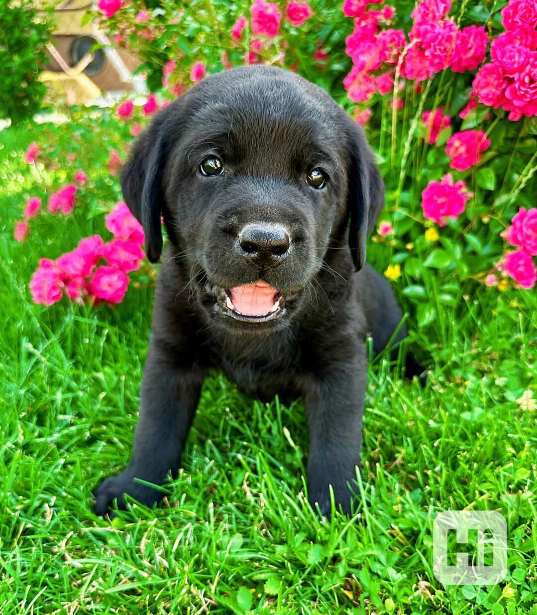 Labradorský Retriever s PP - foto 1