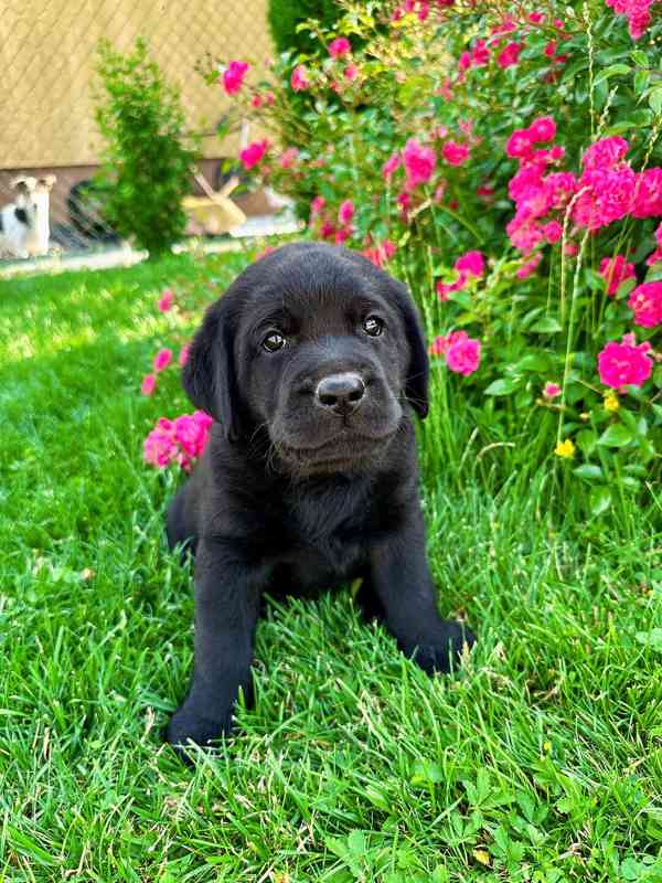 Labradorský Retriever s PP - foto 2