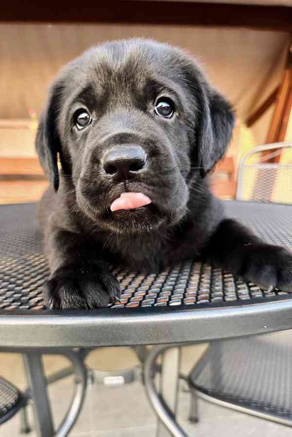 Labradorský Retriever s PP - foto 9