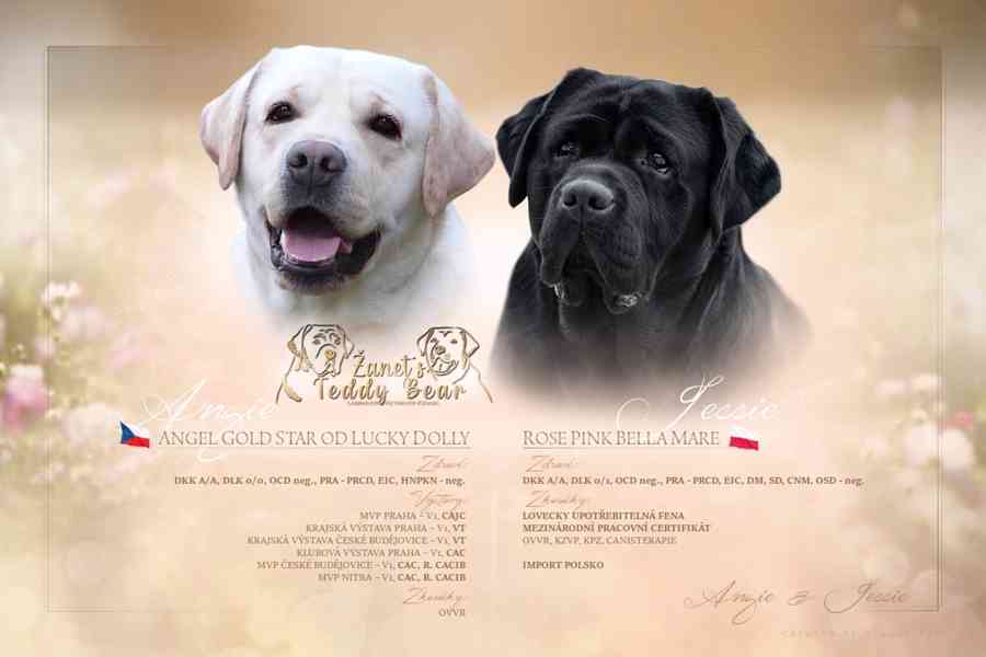 Labradorský Retriever s PP - foto 14