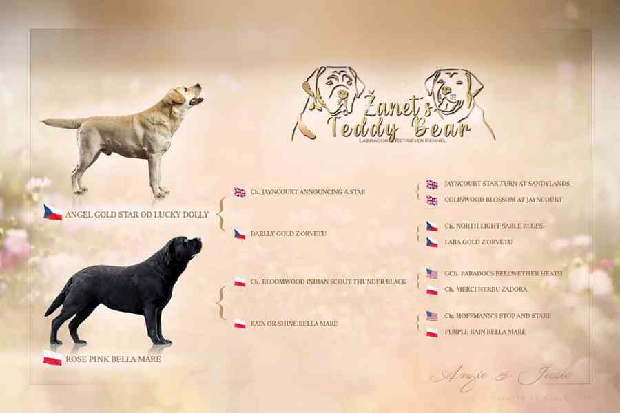 Labradorský Retriever s PP - foto 15