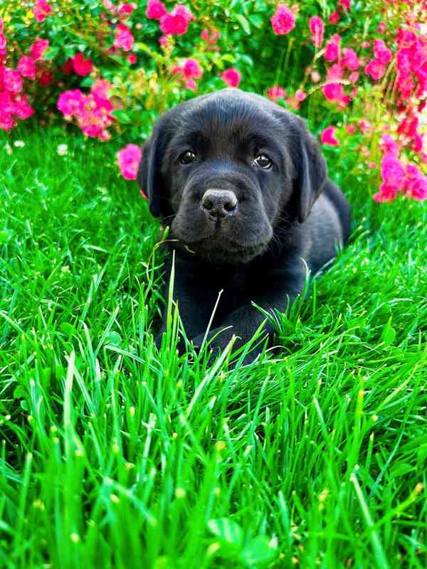 Labradorský Retriever s PP - foto 4