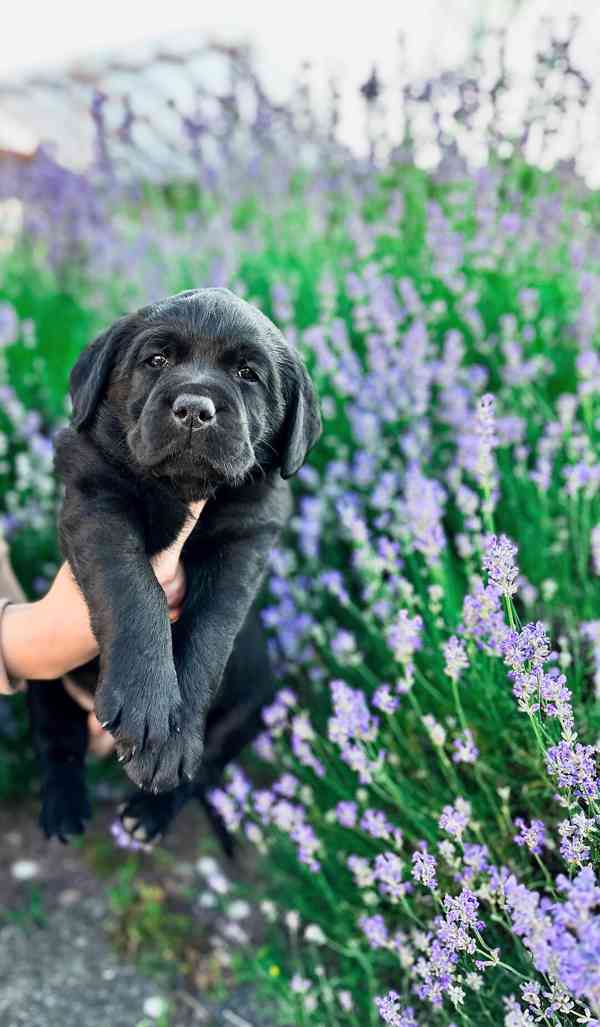 Labradorský Retriever s PP - foto 13