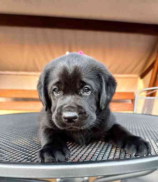Labradorský Retriever s PP - foto 10
