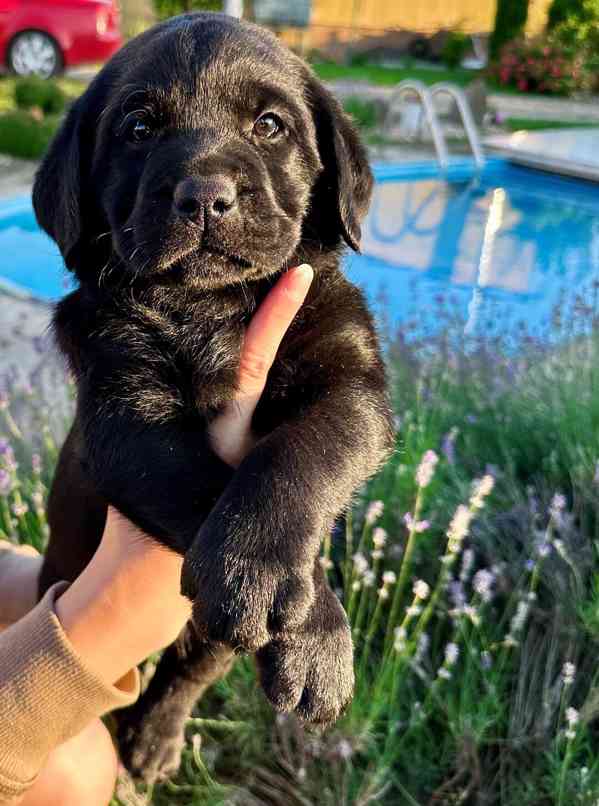 Labradorský Retriever s PP - foto 12