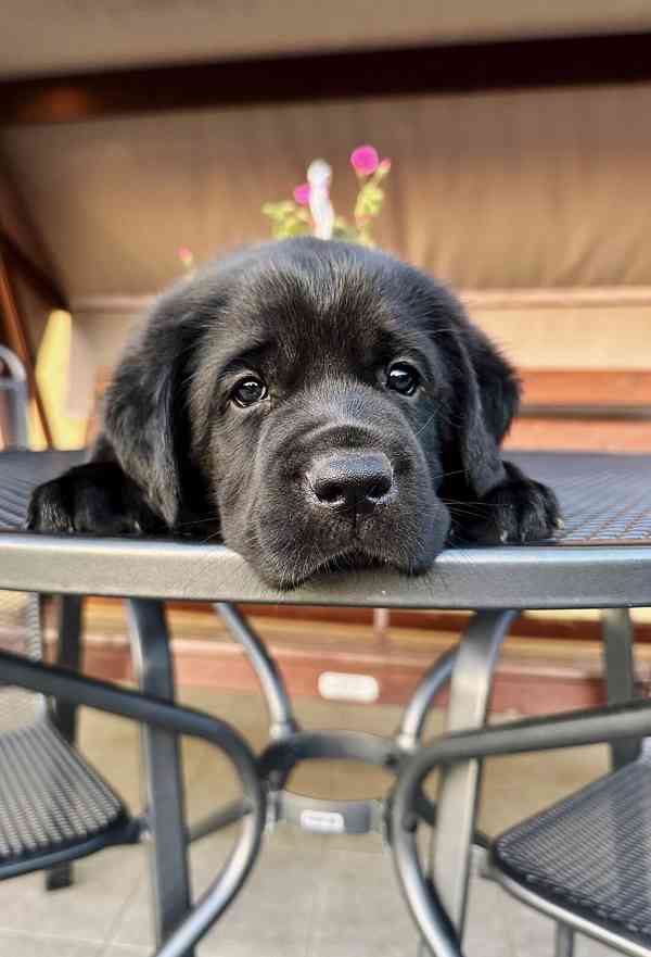 Labradorský Retriever s PP - foto 8
