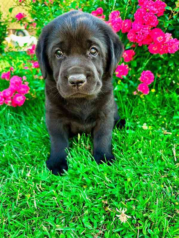 Labradorský Retriever s PP - foto 5