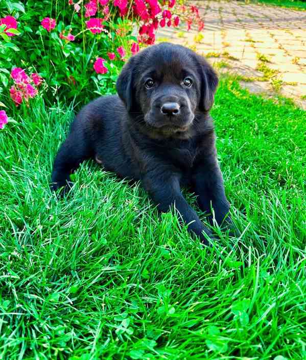 Labradorský Retriever s PP - foto 7