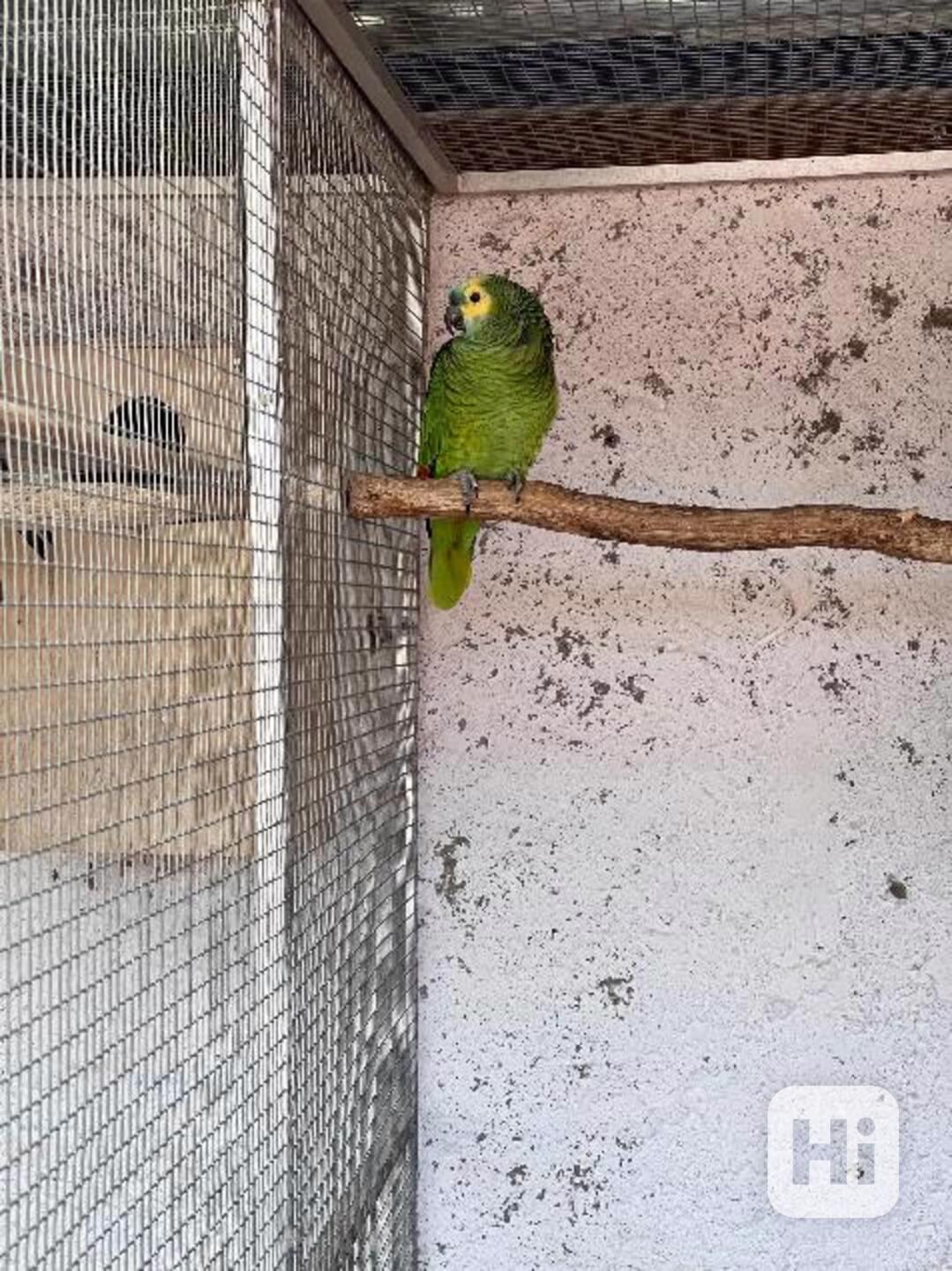 Prodám Amazonana modročelýho - foto 1