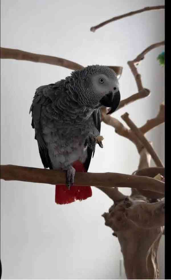 Graupapagei - foto 6