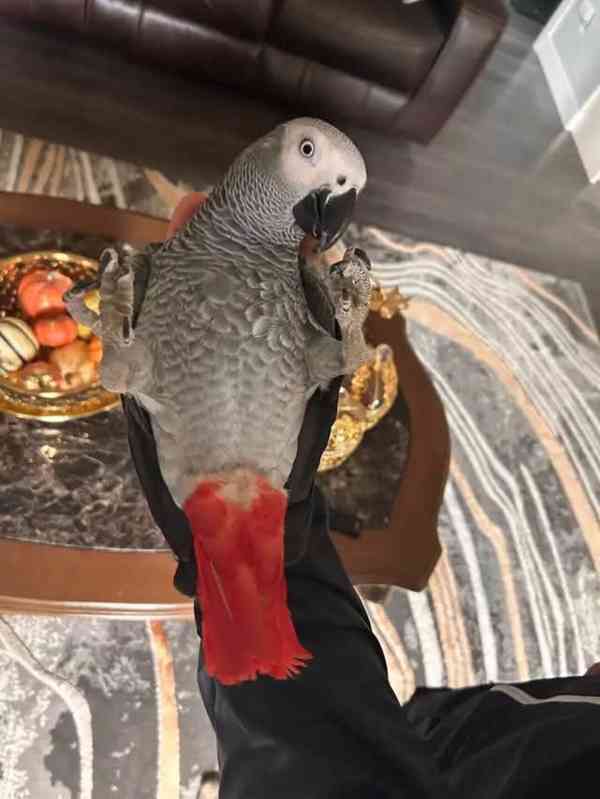 Graupapagei - foto 4