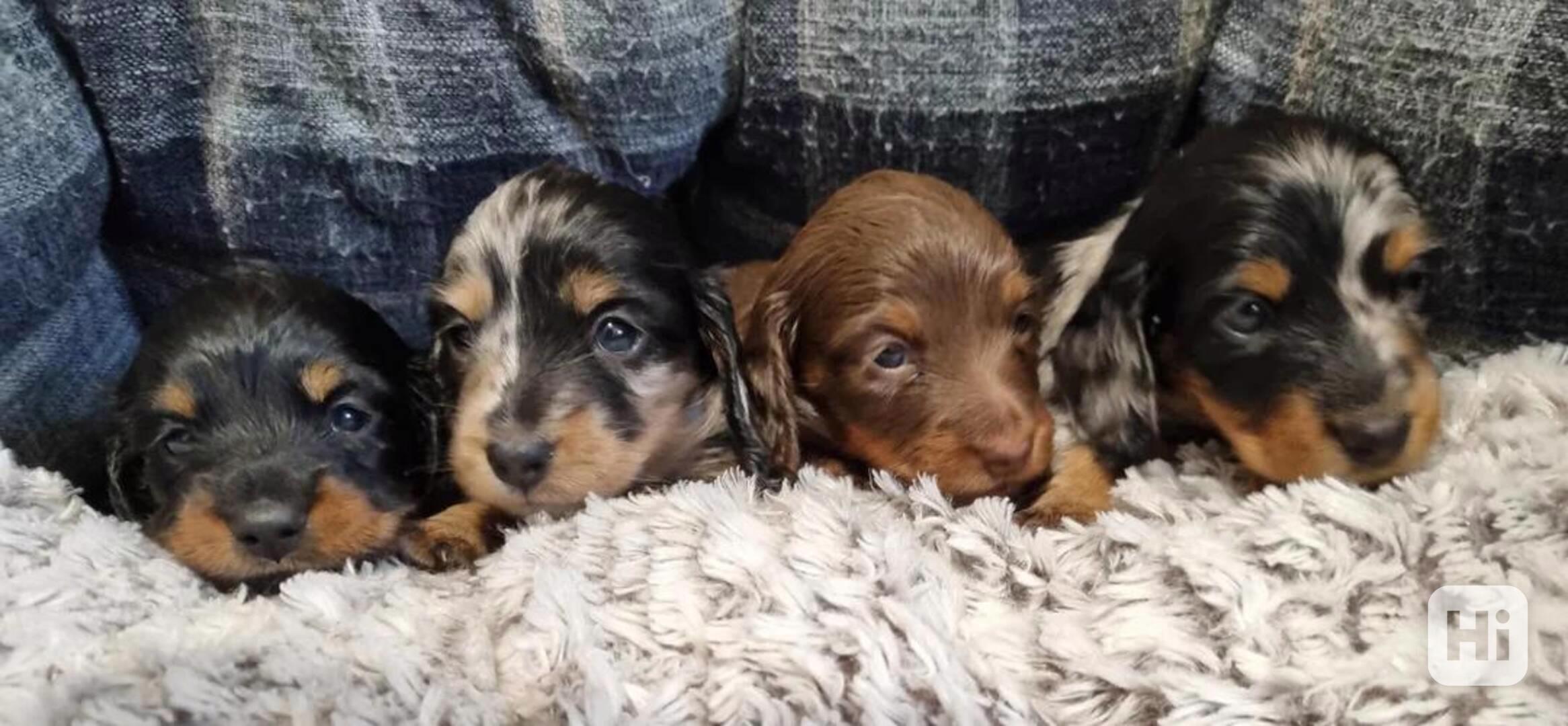 miniaturních hladkosrstých jezevčíků různých barev, - foto 1