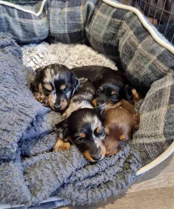 miniaturních hladkosrstých jezevčíků různých barev, - foto 2