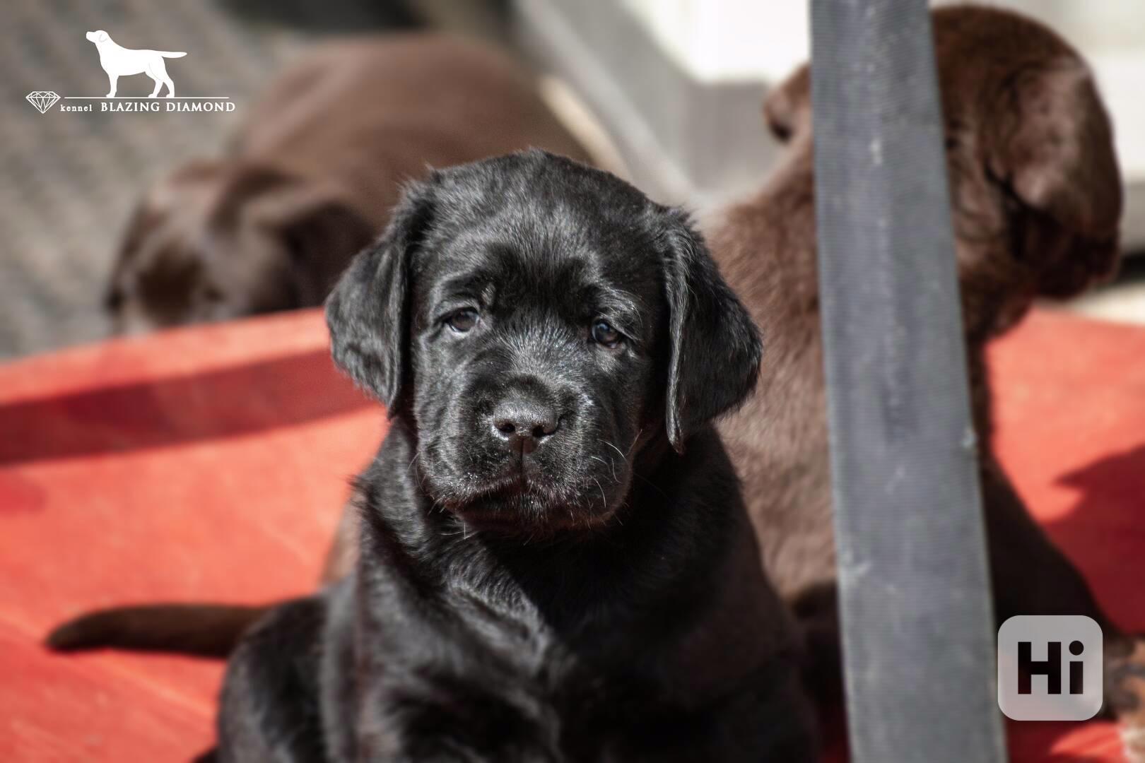 Štěňata Labrador Retriever s PP , černá a čokoládová - foto 1
