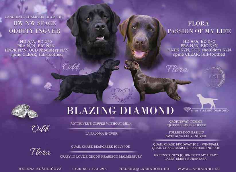 Štěňata Labrador Retriever s PP , černá a čokoládová - foto 3